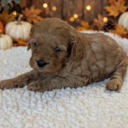 Lace - Red female Cockapoo puppy in Sparta, Missouri from Sis' Doodles & Poodles