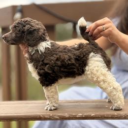 Sundae - Parti female Poodle puppy in Eugene, Oregon from Mount Zion Kennels