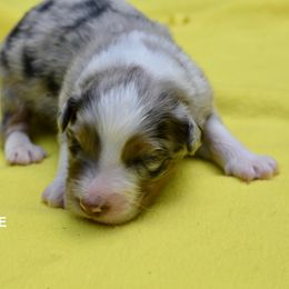 Australian Shepherd and Cavalier King Charles Spaniel Puppies from FairWilde Farm