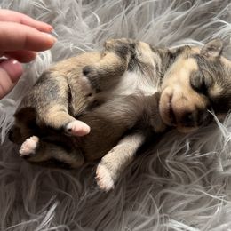 Girl 3 - Salt and pepper Miniature Schnauzer puppy in Hull, Georgia from Ardent Miniature Schnauzers of Athens
