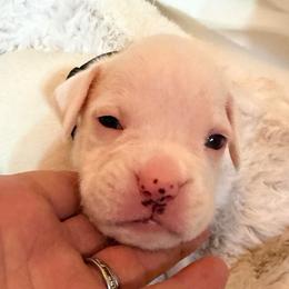 Black - White female Boxer puppy in Evington, Virginia from Boxer Tails