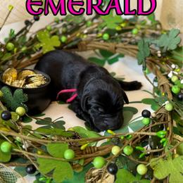 Emerald - Black female Labrador Retriever puppy in Water Valley, Mississippi from Three Lakes Labs & WHDs