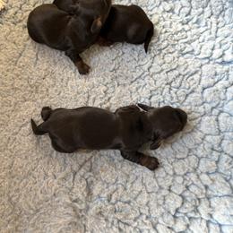Girl 3 - Black and tan female Dachshund puppy in Coventry, Connecticut from Rodina Kennels