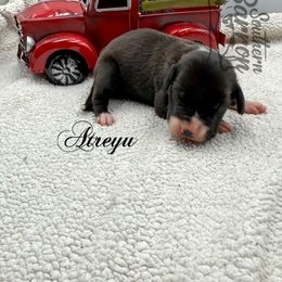 Atreyu - Black female Great Dane puppy in Prairieville, Louisiana from Southern Barron Danes & Dachshunds