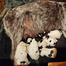 Wirehaired Pointing Griffon Puppies from Idaho Wirehaired Pointing Griffons