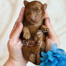 Turkey - Red  male Goldendoodle puppy in Naples, Florida from Paradise Coast Doodles