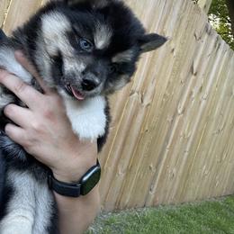 Pomsky Puppies from Blue Sky Pomsky