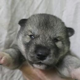 Boy3 - Agouti and white male Siberian Husky puppy in Oscoda, Michigan from Sstar