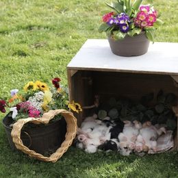 American Corgi and Pembroke Welsh Corgi Puppies from Abundant Joy Corgis