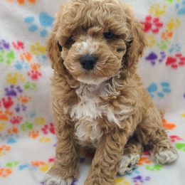 Teddy - Apricot male Poodle puppy in Kannapolis, North Carolina from Carolina Poodle Palace