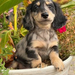 Pascal - Dapple male Dachshund puppy in Moses Lake, Washington from Evergreendox Dachshunds