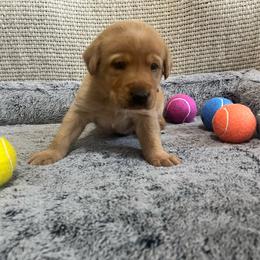 Red Collar Male - Yellow male Labrador Retriever puppy in Hurtsboro, Alabama from PARK’s Family Farm