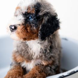 Annabelle - Merle female Bernedoodle puppy in Lititz, Pennsylvania from Sleepy Hollow Acres