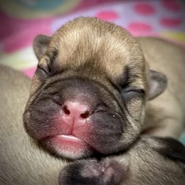 French Bulldog Puppies from A Pair of Ears