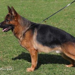 German Shepherd All Grown Up from Morning Mist Farm