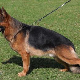 German Shepherd All Grown Up from Morning Mist Farm