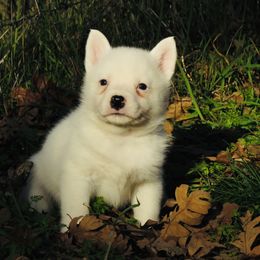 Leo - Blue mottled male Australian Cattle Dog puppy in Redding, California from Macushla Kennel