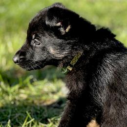 Yellow Girl - Black and red female German Shepherd puppy in Rolesville, North Carolina from Ransomshire Shepherds