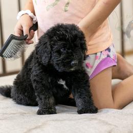 Claude Monet - Black male Bernedoodle puppy in Eureka, Illinois from Joley Aire Family Dogs