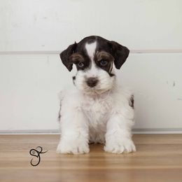 Maverick - Miniature Schnauzer puppy from JoJo's Schnauzers