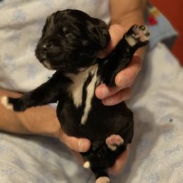 American Eskimo Dog, Newfoundland, and Siberian Husky Puppies from Blossom Trail Kennel