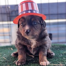 Gru - Blue merle male Toy Australian Shepherd puppy in Mountain Home, Idaho from LJK Boxers & Toy Aussies