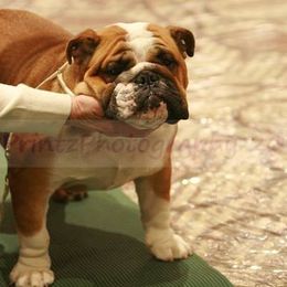 English Bulldog All Grown Up from Michaeline Jablonski