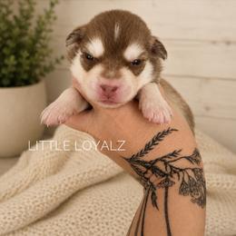 Theodore - Red and white male Pomsky puppy in Riverside, California from LittleLoyalz