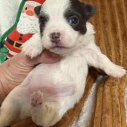 Adam - Black and white male Chihuahua puppy in Amity, Pennsylvania from Rhoda and Verna