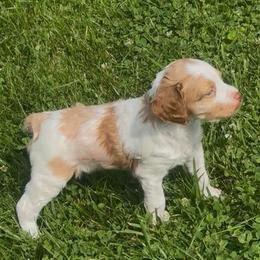 Boy 3 - Orange and white male Brittany puppy in Shinnston, West Virginia from Brookfield Farm Brittanys LLC
