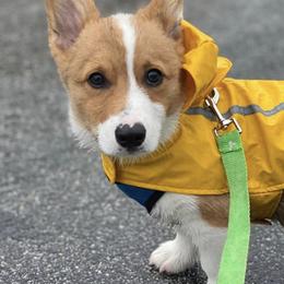 American Corgis and Pembroke Welsh Corgis from Flat Creek Corgis