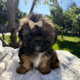 Maple - Brindle female Shih Tzu puppy in Northridge, California from Our ShihTzu Family