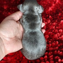 GIRL 2 - BLUE and TAN - Gray (blue) and tan female Dachshund puppy in Swink, Oklahoma from Palali Farm