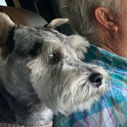 Miniature Schnauzers from Garrett Livestock & Schnauzers