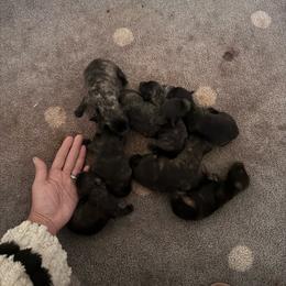 Girl 4 - Silver brindle female Dutch Shepherd puppy in Hastings, Minnesota from Century Hills Farm