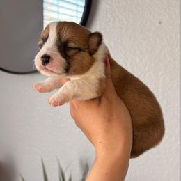 Red and White Male - Red male Pembroke Welsh Corgi puppy in Moreno Valley, California from Corgi Dobie Co.