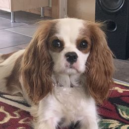 Cavalier King Charles Spaniels from Animal Encore’s Cavalier King Charles Spaniels