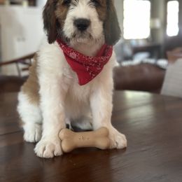 Saint Berdoodle Puppies from Country Manor Saint Berdoodles