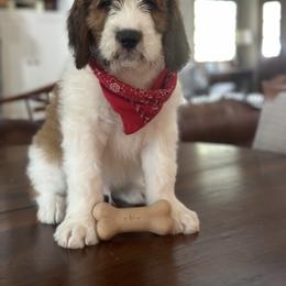 Saint Berdoodle Puppies from Country Manor Saint Berdoodles