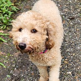 Creamy - Goldendoodle