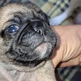 Fawn n white Girl 4 - Fawn female Pug puppy in Gadsden, Alabama from Carla's Pugs