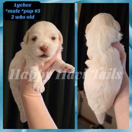 5th born- no name yet - Cream male Havanese puppy in Kansas City, Missouri from Happy Havi Tails