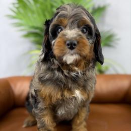 Pearl - Merle female Cavapoo puppy in Huntington, West Virginia from McCloud’s Poodles & Doodles