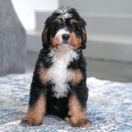 Rouge - Tri-color male Bernedoodle puppy in Dundee, Ohio from Down Home Doodle
