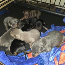 BLFM1 9-26 - Fawn (isabella) and tan male Miniature Pinscher puppy in Middle Point, Ohio from Knisely's Min Pins-AKC