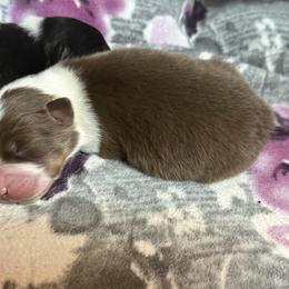 Red tri boy 1 - Red tri-color male Australian Shepherd puppy in Saint Augustine, Florida from NorthBeach Aussies