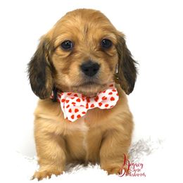 Rowdy - Dachshund puppy from Legacy Lane Dachshunds