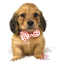 Rowdy - Dachshund puppy from Legacy Lane Dachshunds