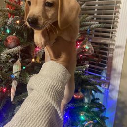 Boy 5 - male Dachshund puppy in Raleigh, North Carolina from Capital City Dachshunds