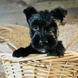 Scottish Terrier Puppies from Rainier Scotties